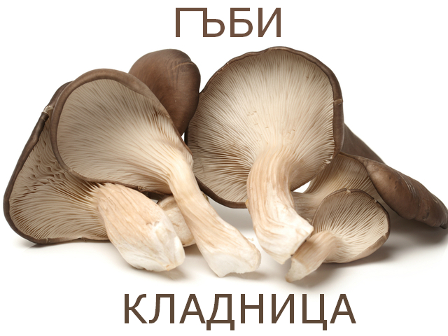 ГЪБИ КЛАДНИЦА ЗА ДОМАШНО ОТГЛЕЖДАНЕ